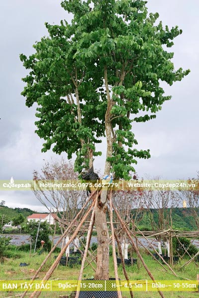 Cây Ban Tây Bắc cổ thụ đã dâm ủ, chống cọc cẩn thận