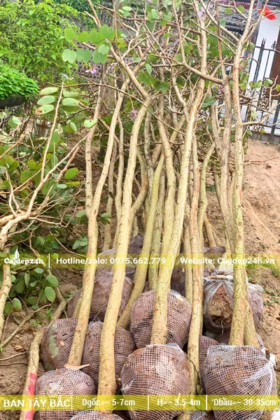 Xếp một đống lớn cây Ban Tây Bắc đường kính gốc từ 5 - 7cm