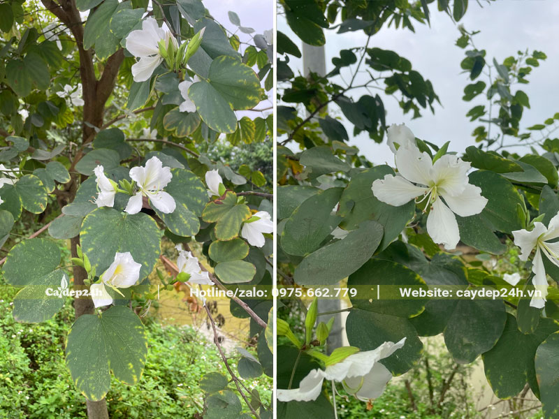 Hoa Ban Tây Bắc thuần một màu trắng