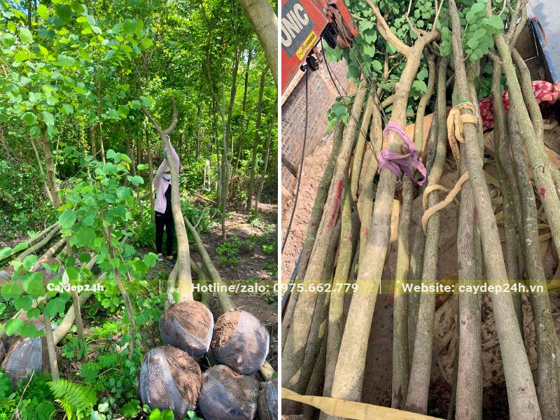 Bứng và tỉa tay cành cây hoa Ban Tây Bắc đường kính gốc 15cm