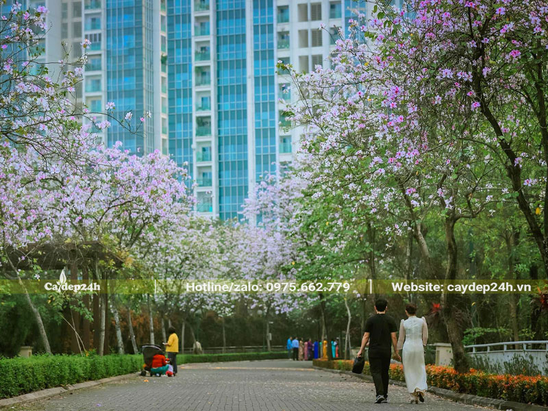 Những hàng cây ban tây bắc trồng trong khuôn viên khu đô thị cao cấp