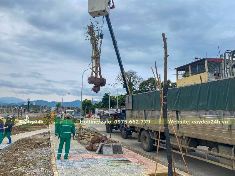Dùng xe cần cẩu nâng cây Ban Tây Bắc từ trên thùng xe xuống