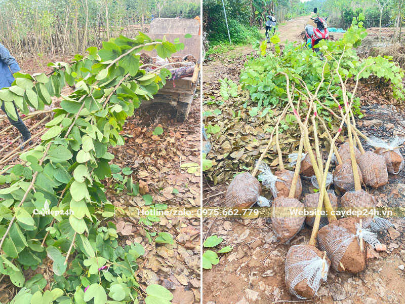 Cây Ban Tây Bắc chưa vỡ tán, chiều cao khoảng 3m