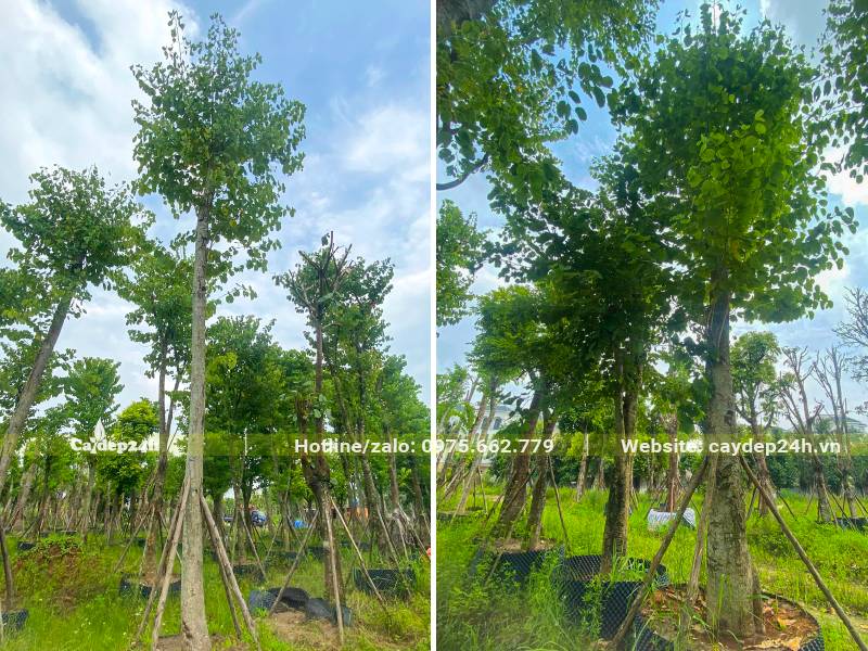 Dâm ủ cây hoa ban lâu năm trong bầu nổi