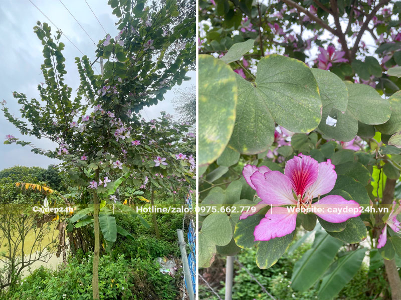 Hình ảnh cây hoa Ban Tây Bắc trưởng thành đang nở hoa đẹp