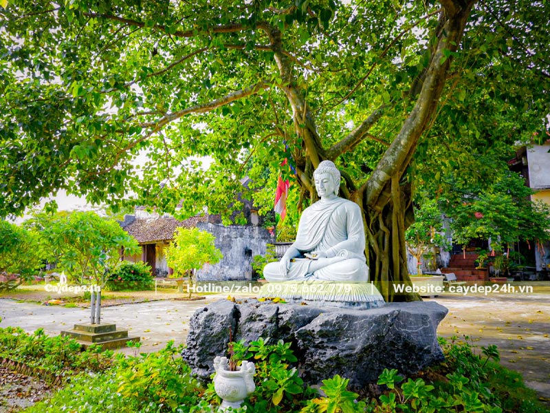 Tượng của Đức Phật Thích Ca Mâu Ni đặt dưới gốc cây Bồ Đề cổ thụ