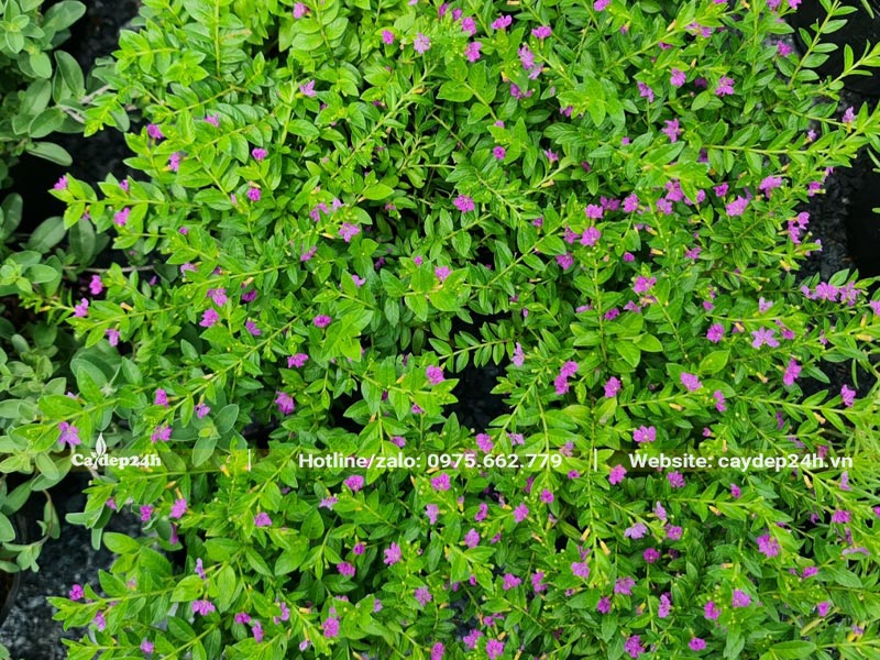 Trải thảm cho công trình bằng cây Cẩm Tú Mai hoa tím 