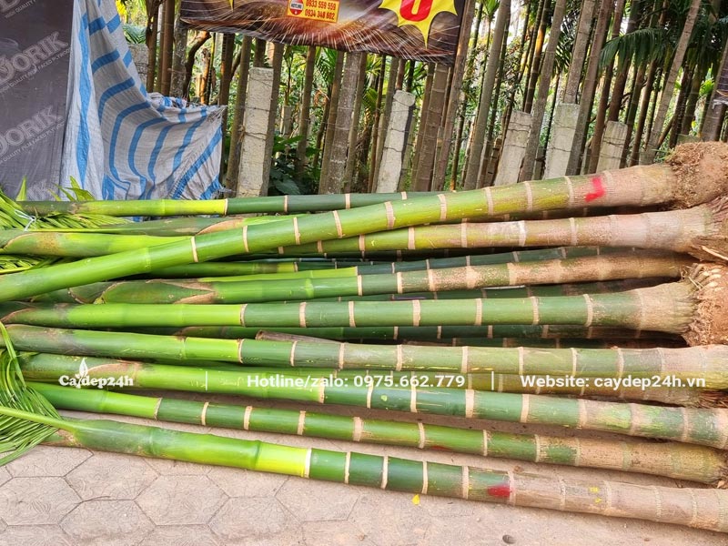 Cau Ta lâu năm kích thước lớn, chiều cao lóng thân >2m