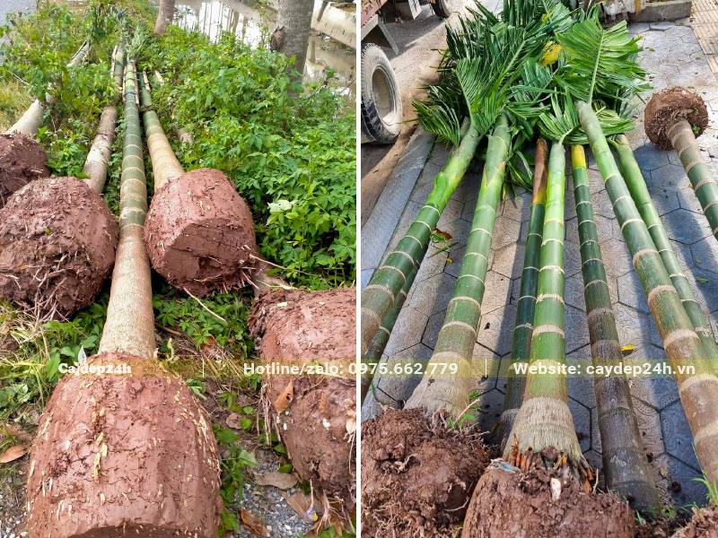 Bứng nóng hàng chục cây Cau Ăn Trầu lóng thân cao 2m trở lên