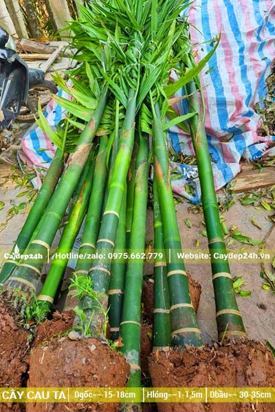 Khoảng 10 cây Cau Ta lóng cao 1m, mới bứng bầu