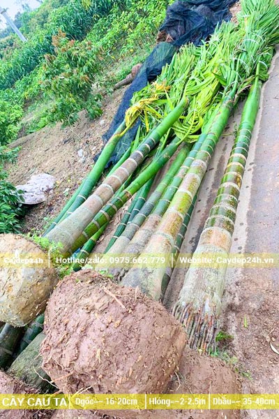 Bứng nóng cây Cau Ta lâu năm lóng thân cao hơn 2m