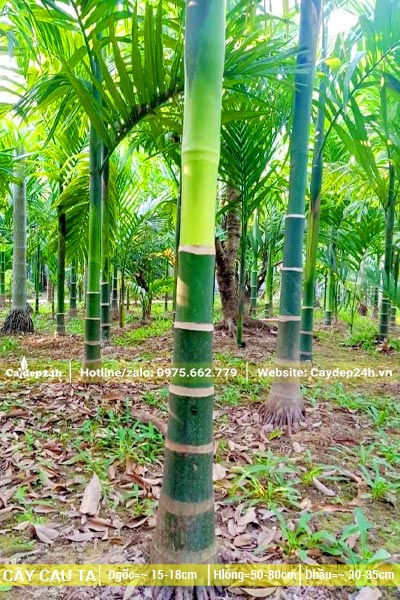 Vườn nuôi trồng cay ăn trầu quy mô lớn