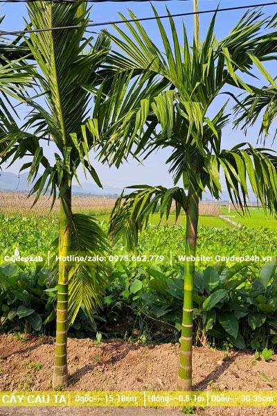 Hàng cây Cau Ta cao 3m, lóg thân khoảng 1 - 1,5m