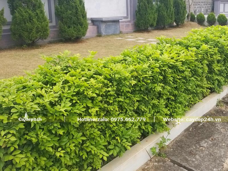 Hàng rào cây Chuỗi Ngọc bao quanh khu mộ gia đình, chiều cao khoảng 50 - 60cm