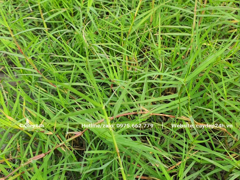 Cỏ Bermuda có thân bò khá dài, thân và lá đều mảnh mai, rất mềm mại