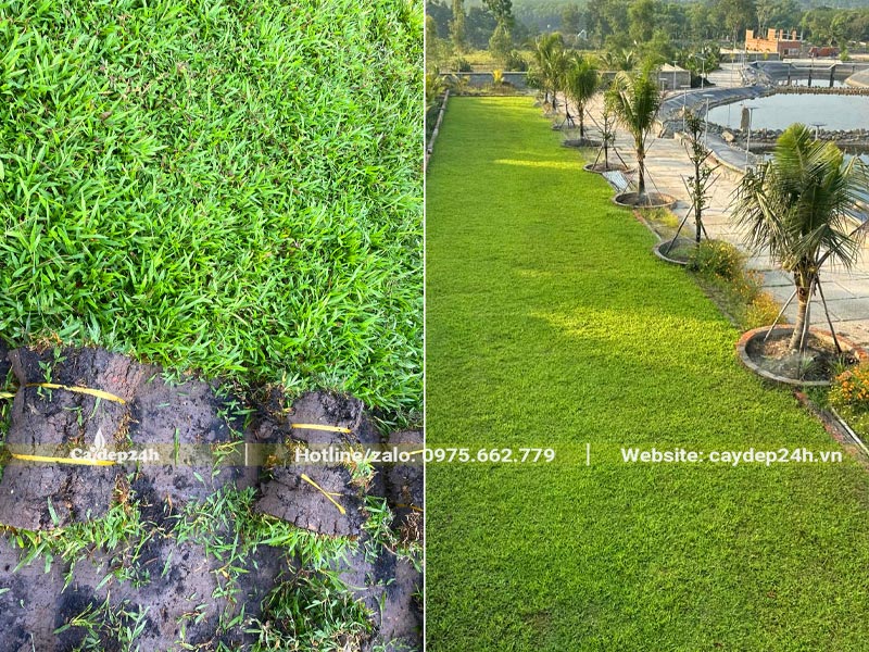 Bán và thi công trồng Cỏ Lá Gừng cho khu công nghiệp