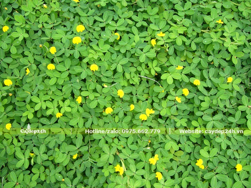 Thảm cỏ lá lạc có hoa vàng đẹp và thu hút