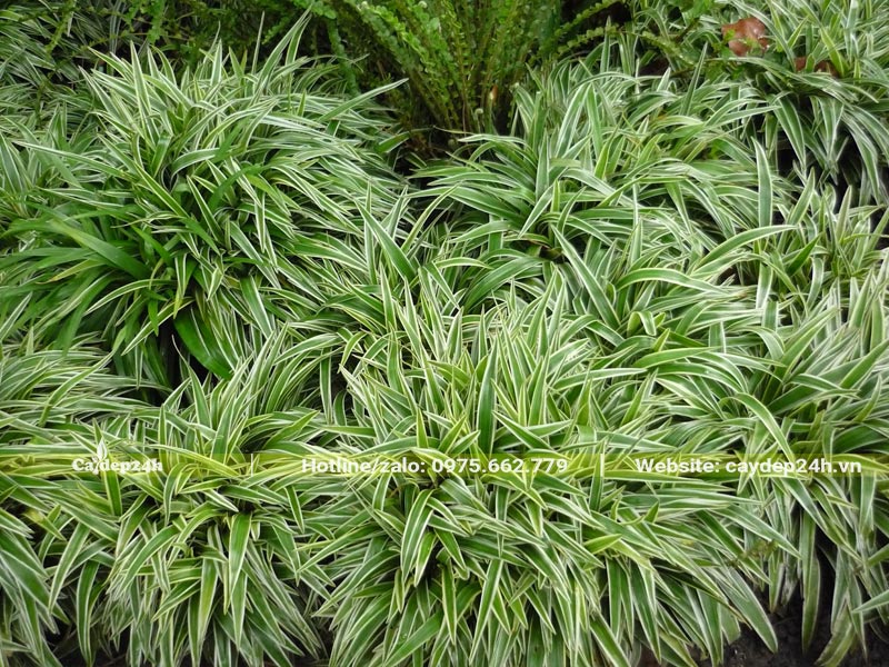 Bụi Cỏ Lan Chi đẹp và ấn tượng với màu xanh và trắng đan xen