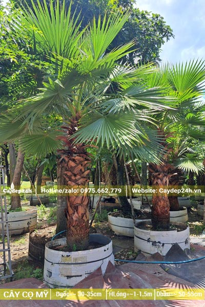 Cây Cọ Mỹ giống chiều cao lóng thân từ 1 - 1,5m