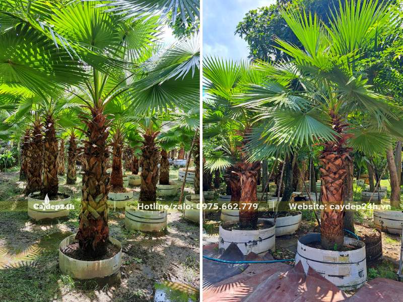 Vườn nuôi trồng hàng trăm cây Cọ Dầu lóng thân cao 1 - 1,5m, ủ trong bầu nổi nhiều năm