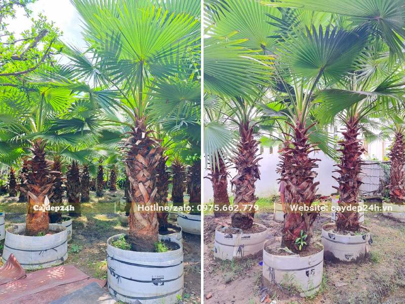 Cây dưỡng ủ trong bầu nổi, lóng thân cao hơn 1m