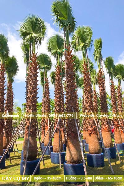 Dưỡng ủ cây Cọ Mỹ lâu năm, lóng thân cao từ 4m