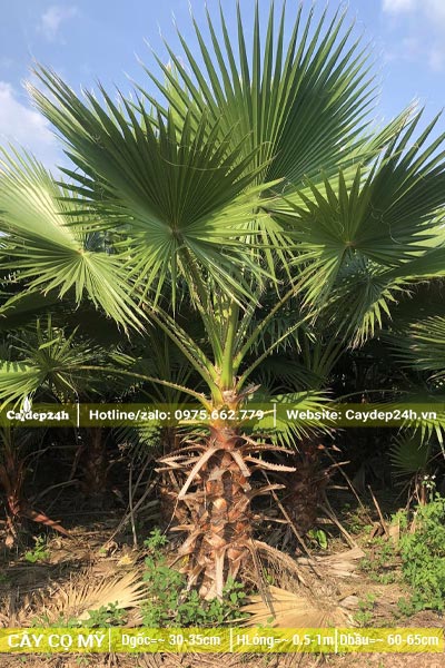 Vườn cây giống Cọ Mỹ, chiều cao lóng thân 60 - 80cm