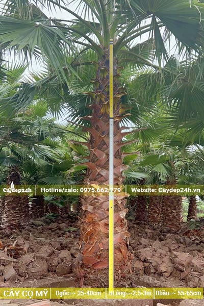 Lóng thân cây Cọ Mỹ cao hơn 2m, cây đang bứng bầu