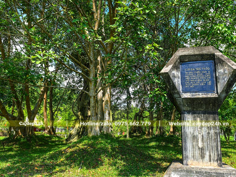 Danh thắng cây Đa Tân Trào tại Tuyên Quang