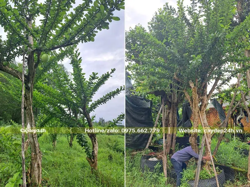 Cây Đào Tiên lâu năm đường kính gốc 10 - 15cm