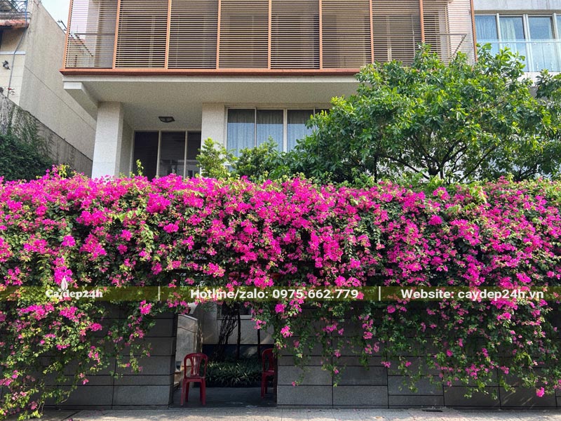 Cây trồng hàng rào có hoa màu hồng đậm, thân leo gọn gàng