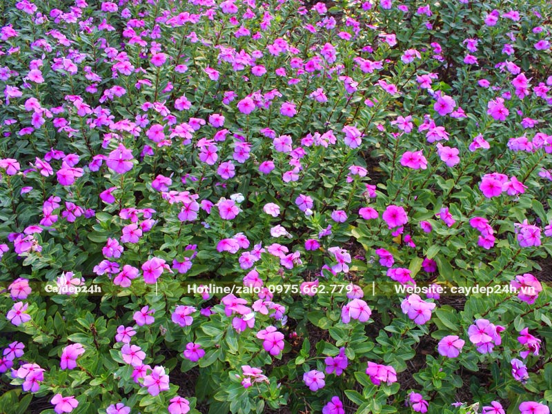 Cây Dừa Cạn trồng nền thảm, có hoa hồng tím rực rỡ