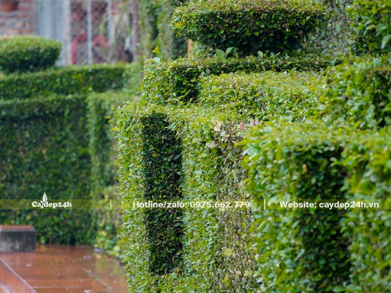 Cây Duối cổ thụ trồng hàng rào đẹp, cắt tỉa tạo hình theo phong cách truyền thống