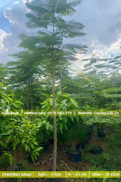 Vườn nuôi dưỡng cây Phượng Vàng giống đường kính gốc 1 - 5cm