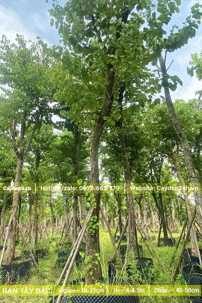 Vườn dưỡng ủ cây ban lâu năm, vanh 30 - 40