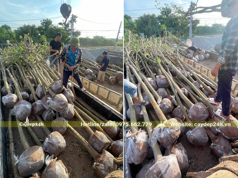 Hàng chục cây Ban Tây Bắc đk gốc 7 - 10cm đang xếp lên xe