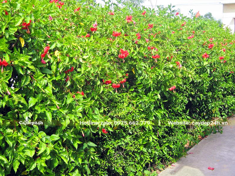 Hàng rào trồng cây Dâm Bụt cao hơn 2m