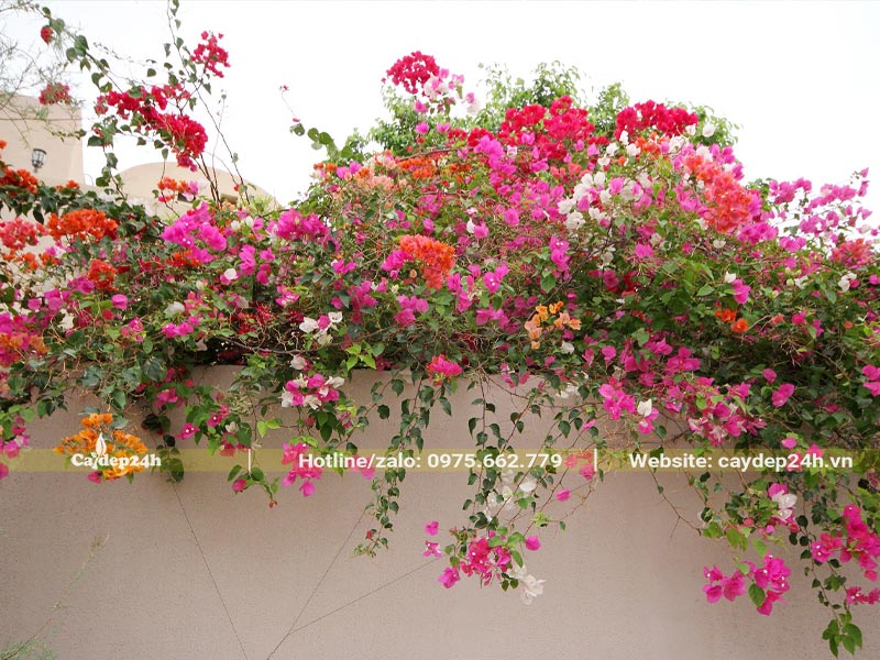 Bức tường trước nhà trở nên đặc sắc hơn nhờ sắc hoa Giấy ngũ sắc