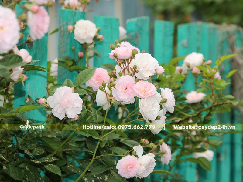 Cây hoa hồng leo màu trắng hồng đẹp, bông nở cực kỳ nhiều