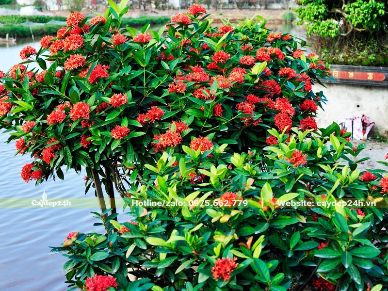 Những chậu cây Mẫu Đơn Ta trồng lâu năm trong sân đình