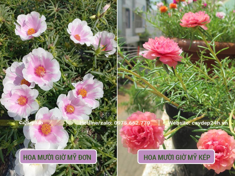 Hình dáng, đặc điểm của hoa Mười Giờ Mỹ