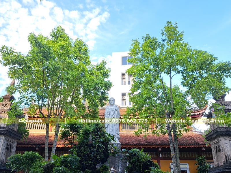 Hai cây Ngọc Lan lâu năm, chiều cao 5 - 6m trồng trong sân chùa