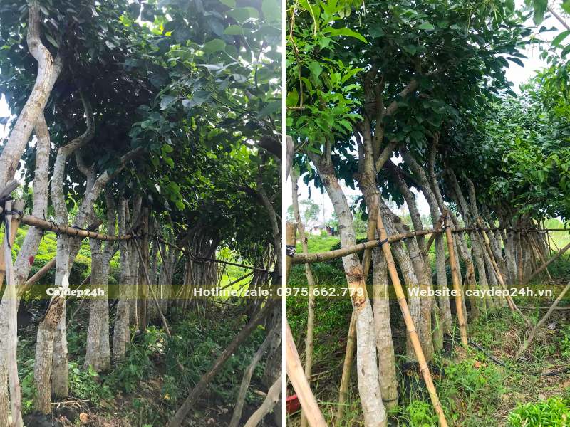 Những hàng cây osaka đỏ ủ bầu đường kính gốc từ 15 - 20cm