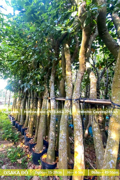 Những hàng cây Osaka hoa đỏ lâu năm ủ trong bầu, dựng và buộc vào giàn đỡ