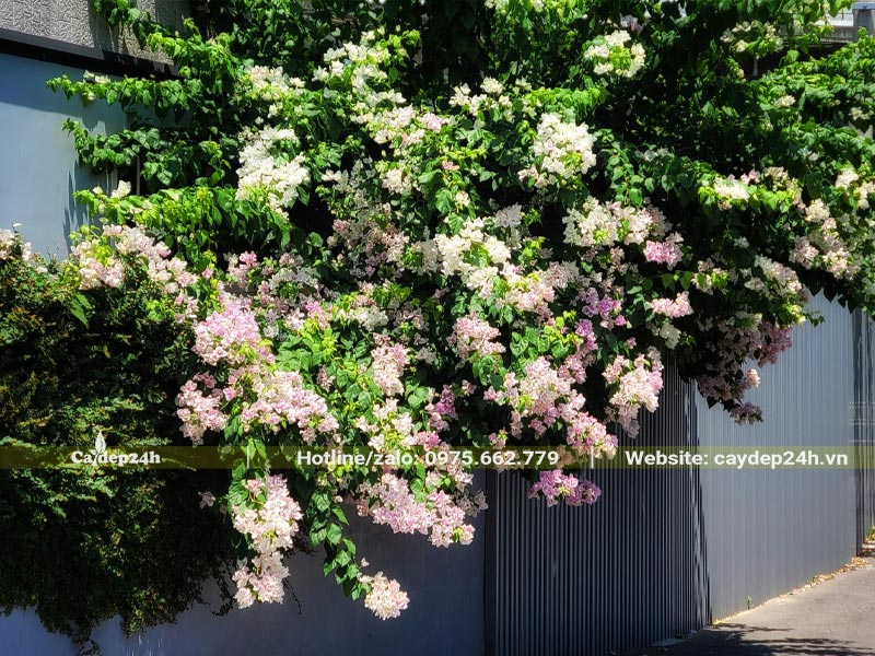 Cây hoa Giấy trồng hàng rào trước nhà, hoa màu trắng và hồng phớt siêu đẹp