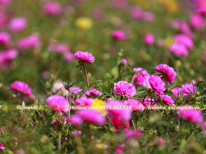 Thảm hoa mười giờ màu hồng xinh đẹp