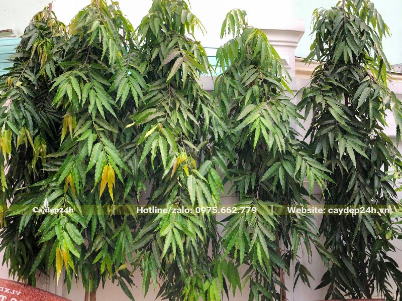 Trồng hàng cây Hoàng Nam cao 4m