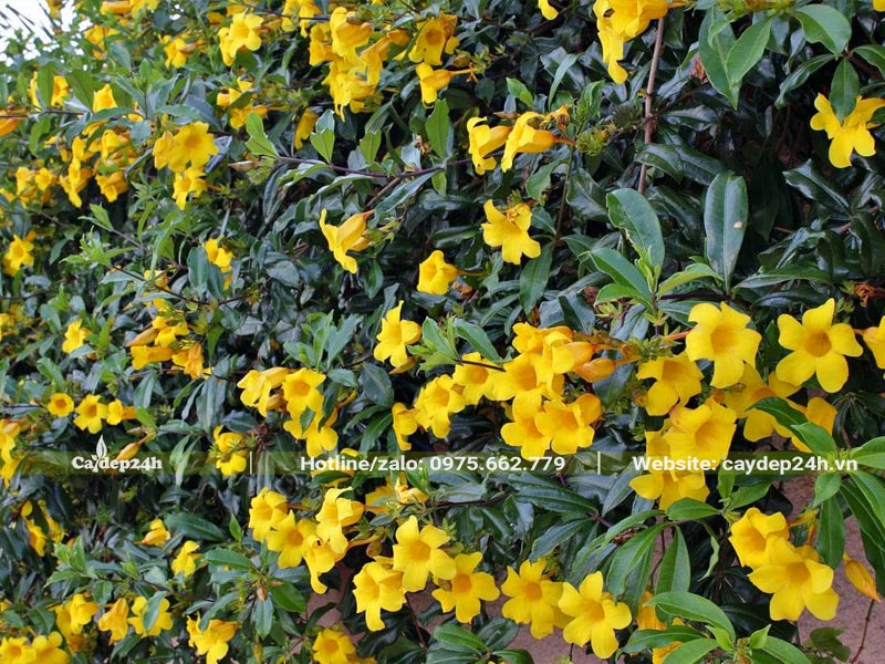 Cây Huỳnh Anh trồng leo hàng rào, hoa vàng rực thu hút, ra cực kỳ sai