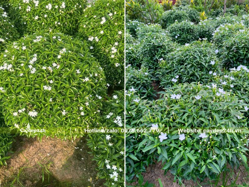 Vườn trồng hàng trăm cây Mai Vạn Phúc cao 35 - 50cm