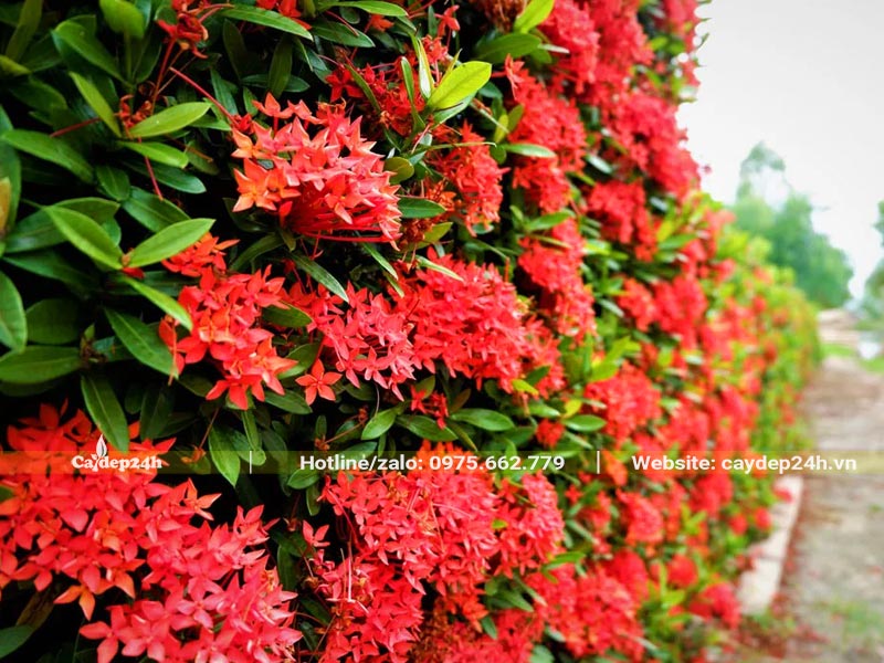 Hàng rào bằng cây Mẫu Đơn Hoa đỏ nhìn vô cùng rực rỡ và bắt mắt